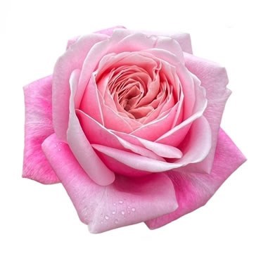 ROSE REHAB