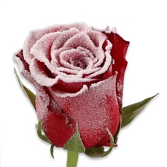 ROSE RHODOS FROST WAXED