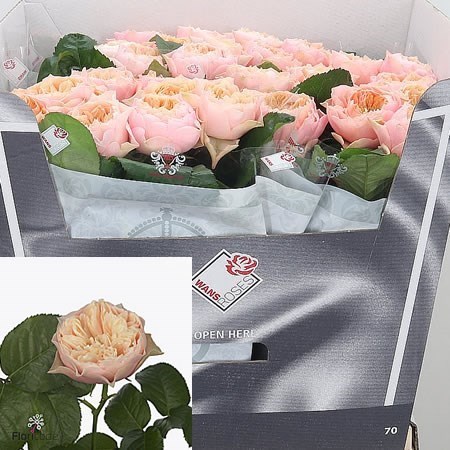 ROSE ROMANTIC VUVUZELA