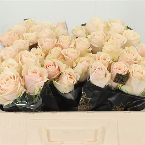 ROSE ROXANNE