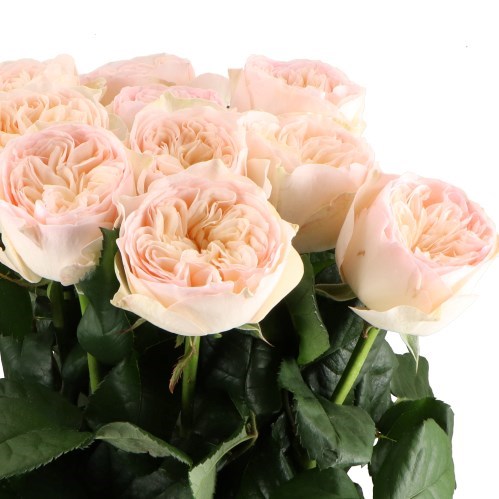 ROSE ROYAL ROMANCE