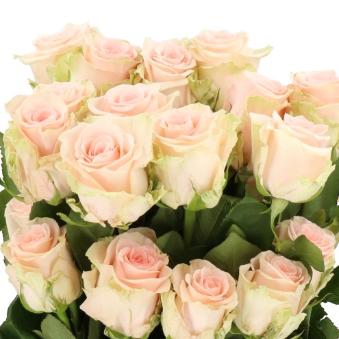 ROSE SALMA (ECUADOR LARGE HEADS)