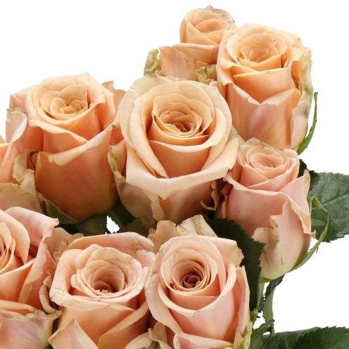 ROSE SAND DUNE