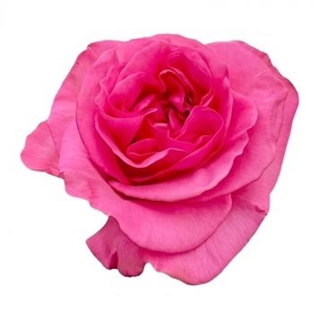 ROSE SATISFYER