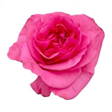 ROSE SATISFYER