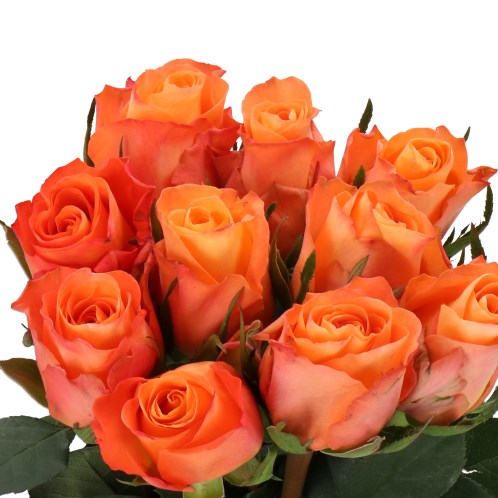 ROSE SATSUMA