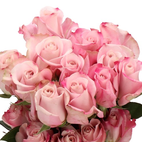 ROSE SECRET GARDEN (ECUADOR LARGE HEADS)