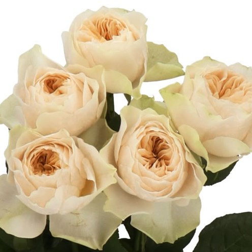 ROSE SHADE OF BEIGE