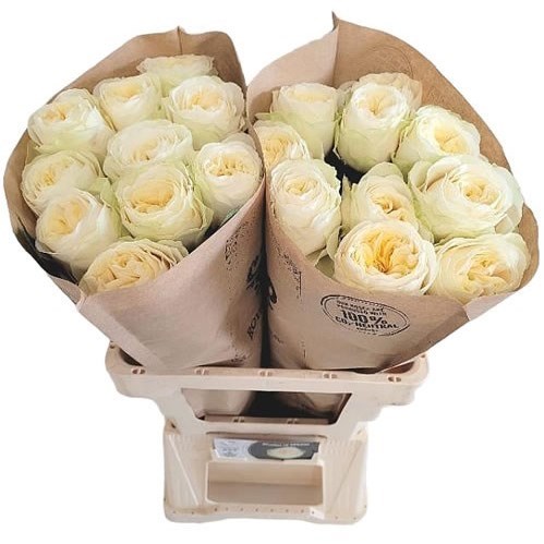 ROSE SHADES OF WHITE