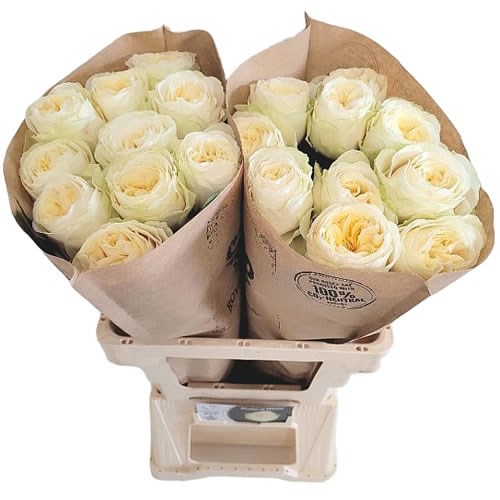 ROSE SHADES OF WHITE