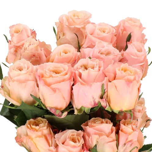 ROSE SHIMMER (ECUADOR LARGE HEADS)