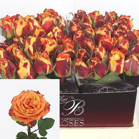 ROSE SILANTOI