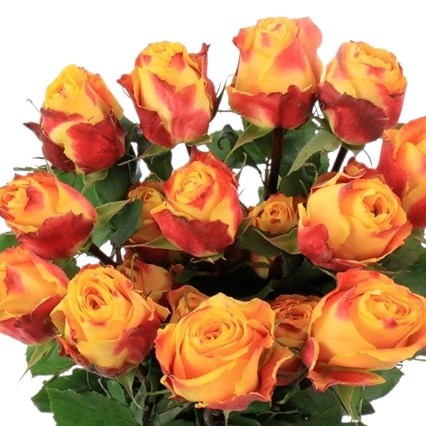 ROSE SILANTOI (ECUADOR LARGE HEADS)