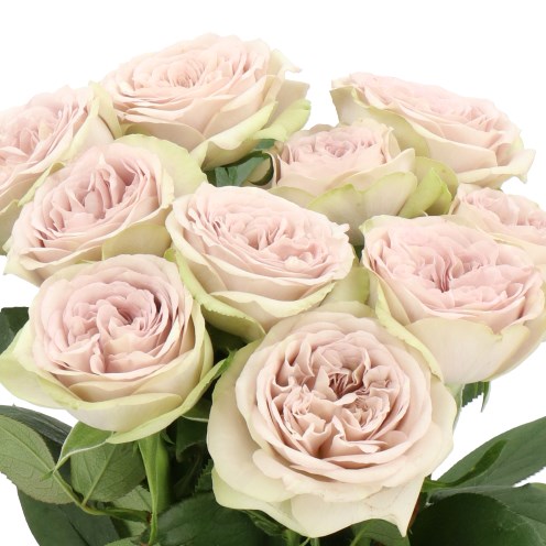 ROSE SILVERMINE