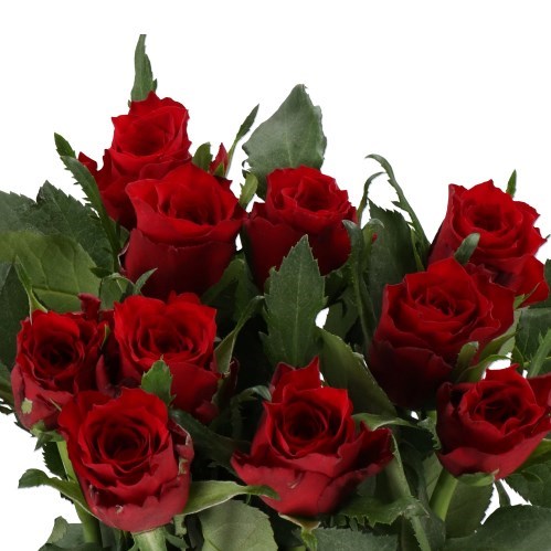 ROSE SIMPLY RED