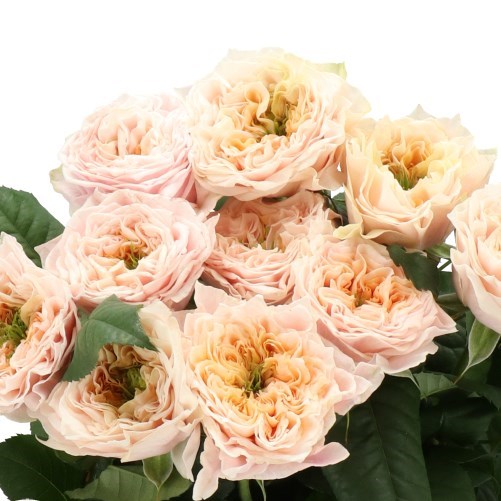 ROSE SIRA GARDENS