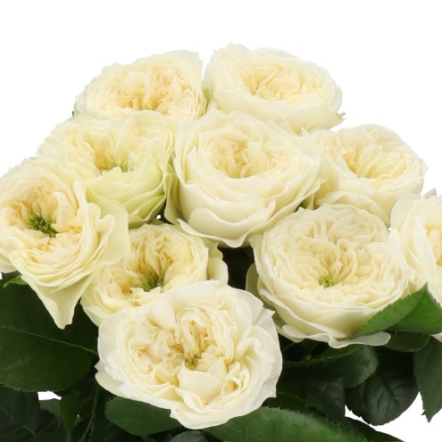 ROSE SNOW DIAMOND