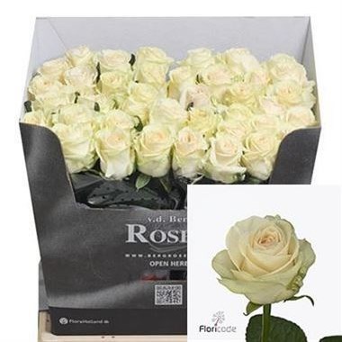 Buy wholesale cut roses online | Wedding Flowers | Triangle Nursery