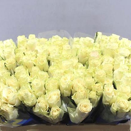 ROSE SOLSY