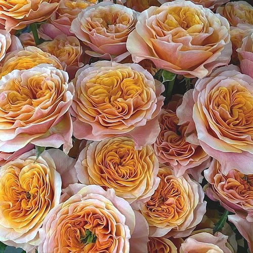 ROSE SOUTH PARK