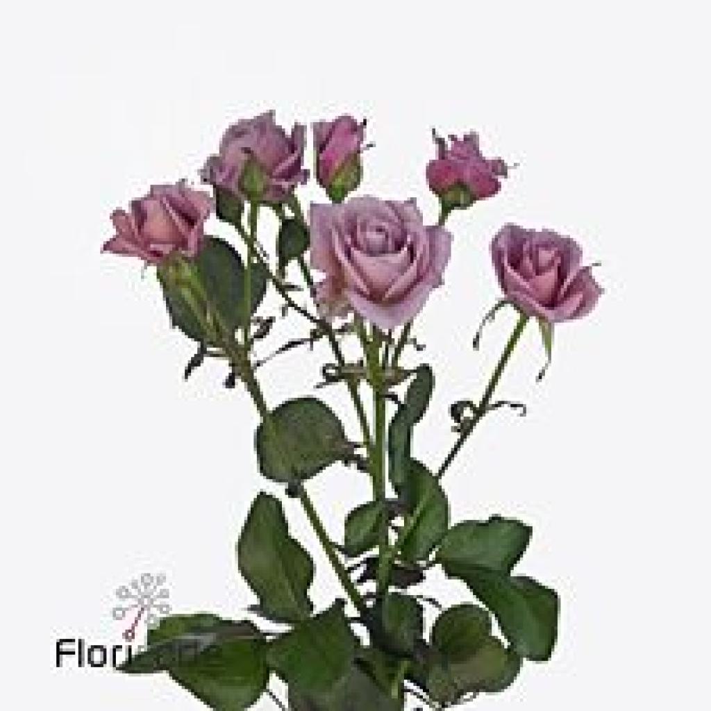 Rose Spray A-Lady