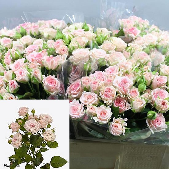 Rose Spray | Wholesale Flowers UK | Wedding Flowers | Triangle Nursery