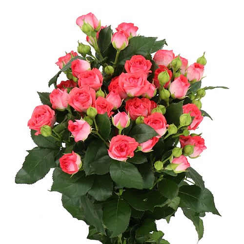 ROSE SPRAY APRICIO