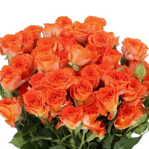 ROSE SPRAY ARIYA (V SMALL HEADS)