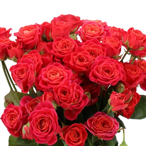 ROSE SPRAY ARMELLE