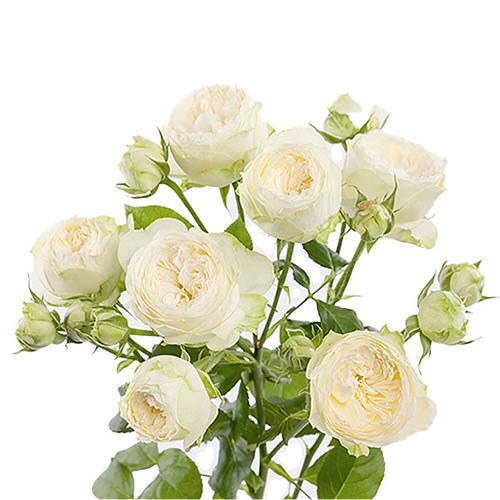 ROSE SPRAY AYALA