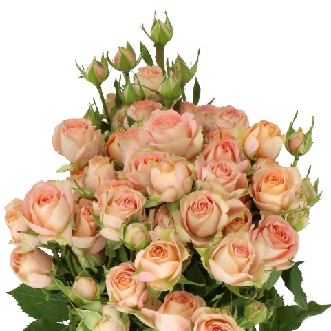 ROSE SPRAY AZORE