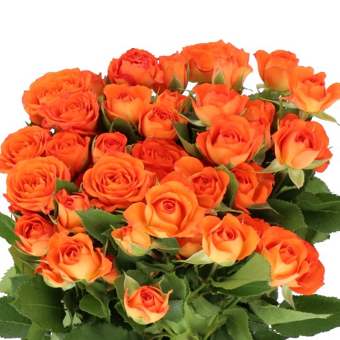 ROSE SPRAY BABE (V SMALL)