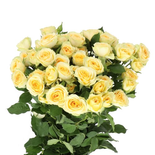 ROSE SPRAY BANDOLERO
