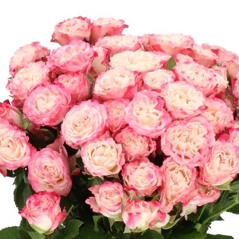 ROSE SPRAY BLUSHING FLOW (SMALL)
