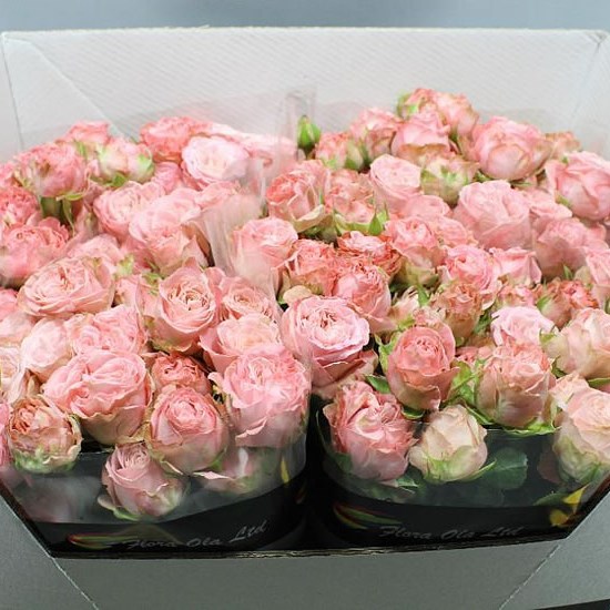 Mini Rosa Bombastic Rose Spray | Wholesale Flowers UK | Wedding Flowers | Triangle Nursery