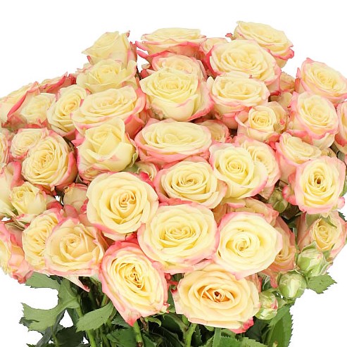 ROSE SPRAY CANDELICIOUS