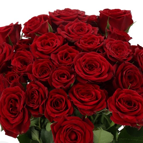 ROSE SPRAY CARADONNA (SMALL HEADS)