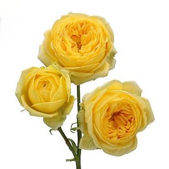 ROSE SPRAY CATALINA