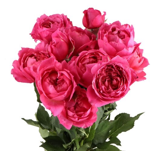 ROSE SPRAY CERISE JULIETTA