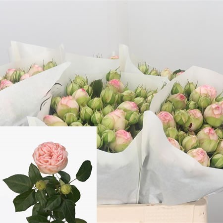 ROSE SPRAY CHARMING PIANO