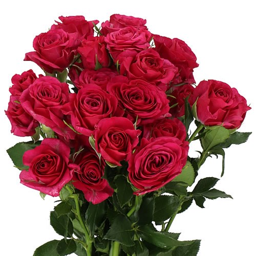ROSE SPRAY CHAYENNE