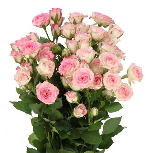 ROSE SPRAY CREAMY TWISTER