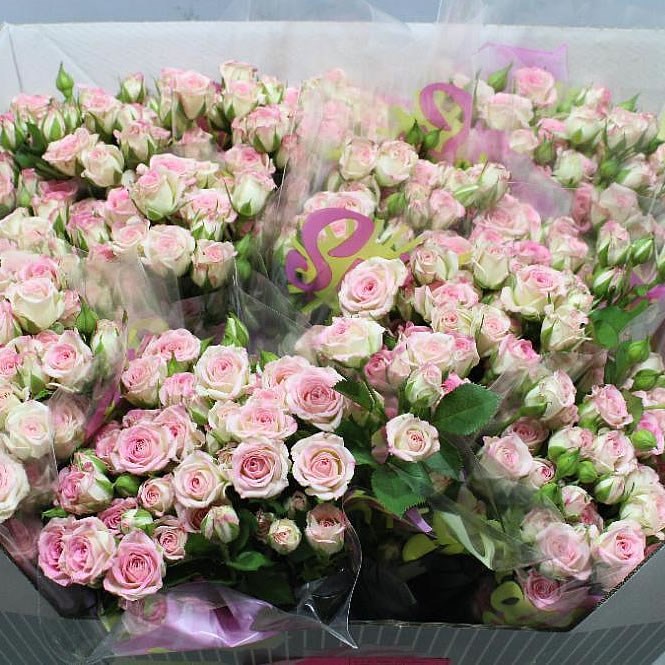 Rose Spray | Wholesale Flowers UK | Wedding Flowers | Triangle Nursery