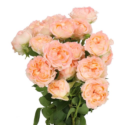 ROSE SPRAY DANCING FLOW