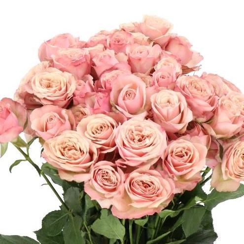 ROSE SPRAY DESTINI