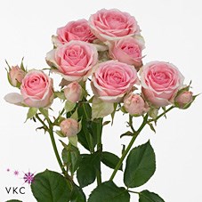 ROSE SPRAY DINARA
