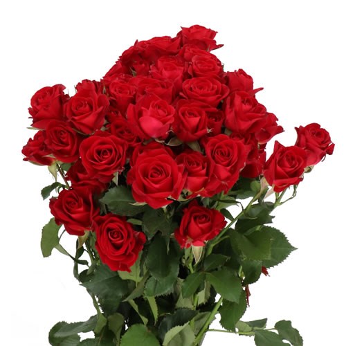 ROSE SPRAY DOMINICA