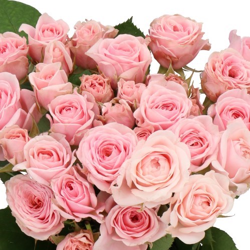 ROSE SPRAY FATAL ATTRACTION