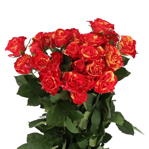 ROSE SPRAY FIRE FLASH