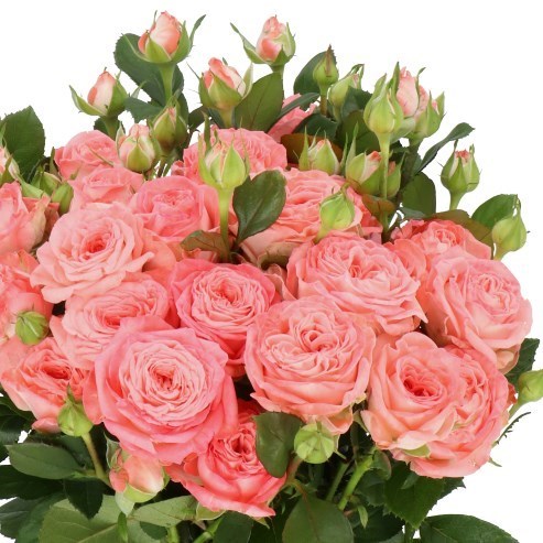ROSE SPRAY FIRST DATE (SMALL HEADS)